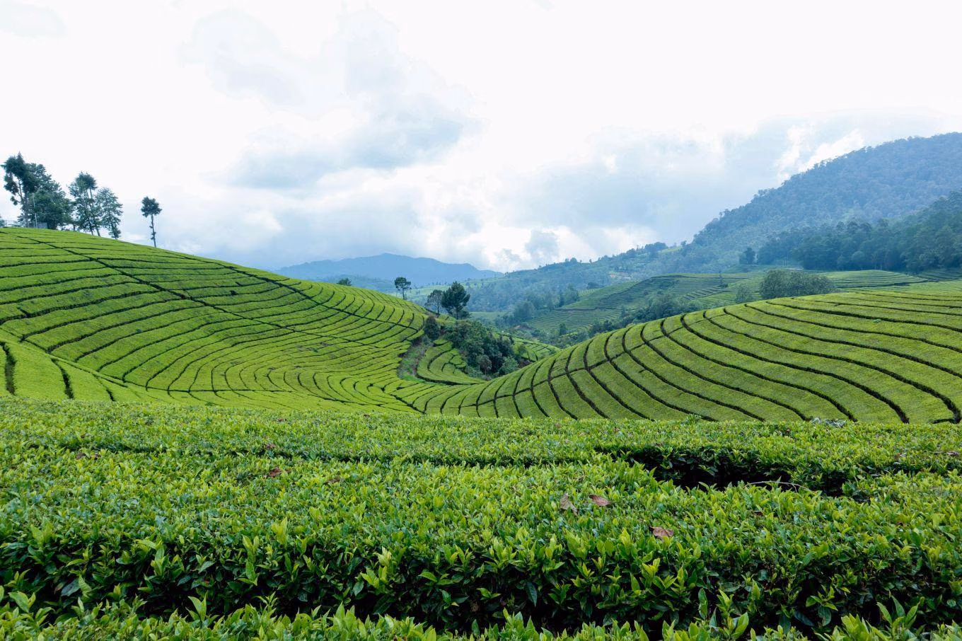 Jakarta, Puncak & Bandung – Nature and City Escape | 8 Days / 7 Nights